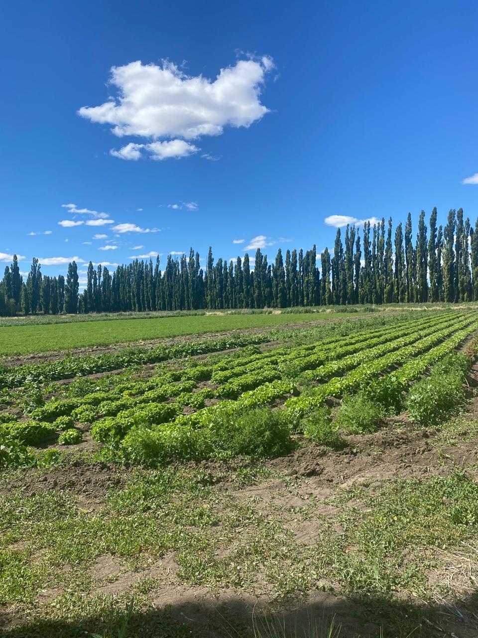 Terreno en  Zona rural Gaiman, Chubut