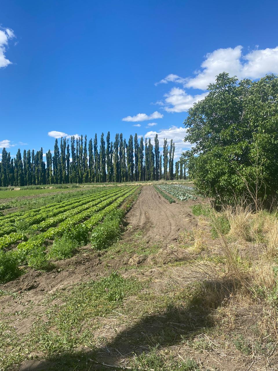 Terreno en  Zona rural Gaiman, Chubut