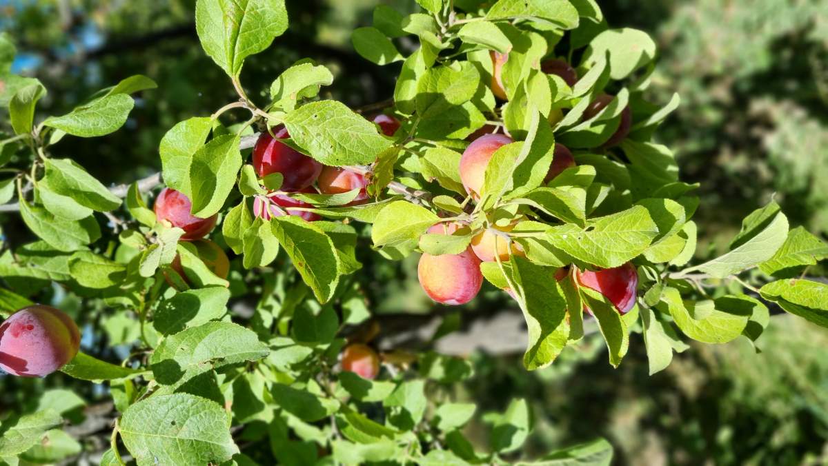 Terreno con casa a refaccionar en Trelew