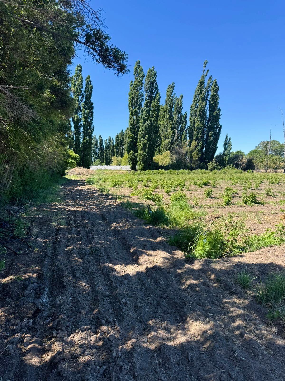 En venta: Chacra en Gaiman con gran potencial de producción