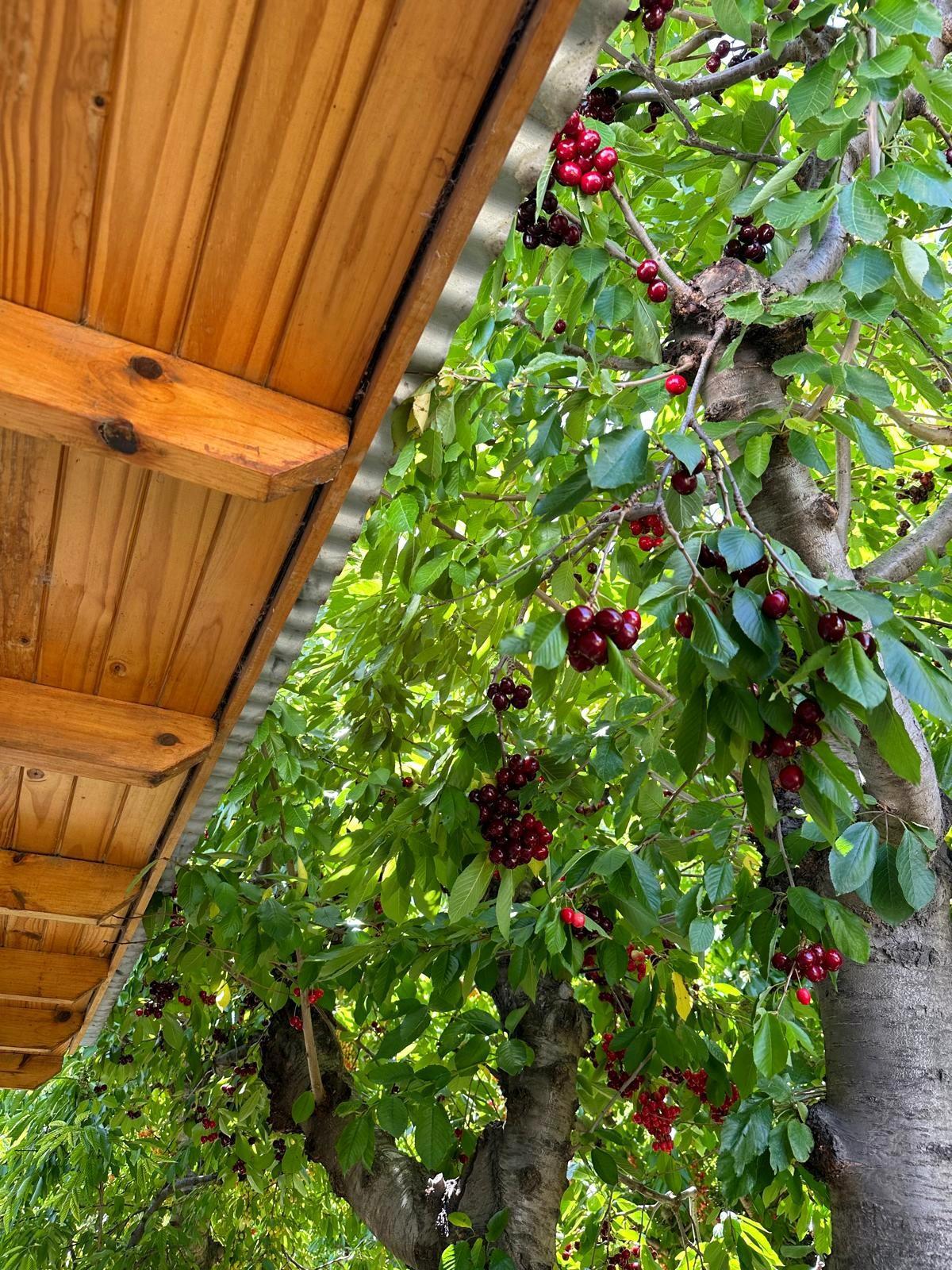 En venta: Chacra en Gaiman con gran potencial de producción