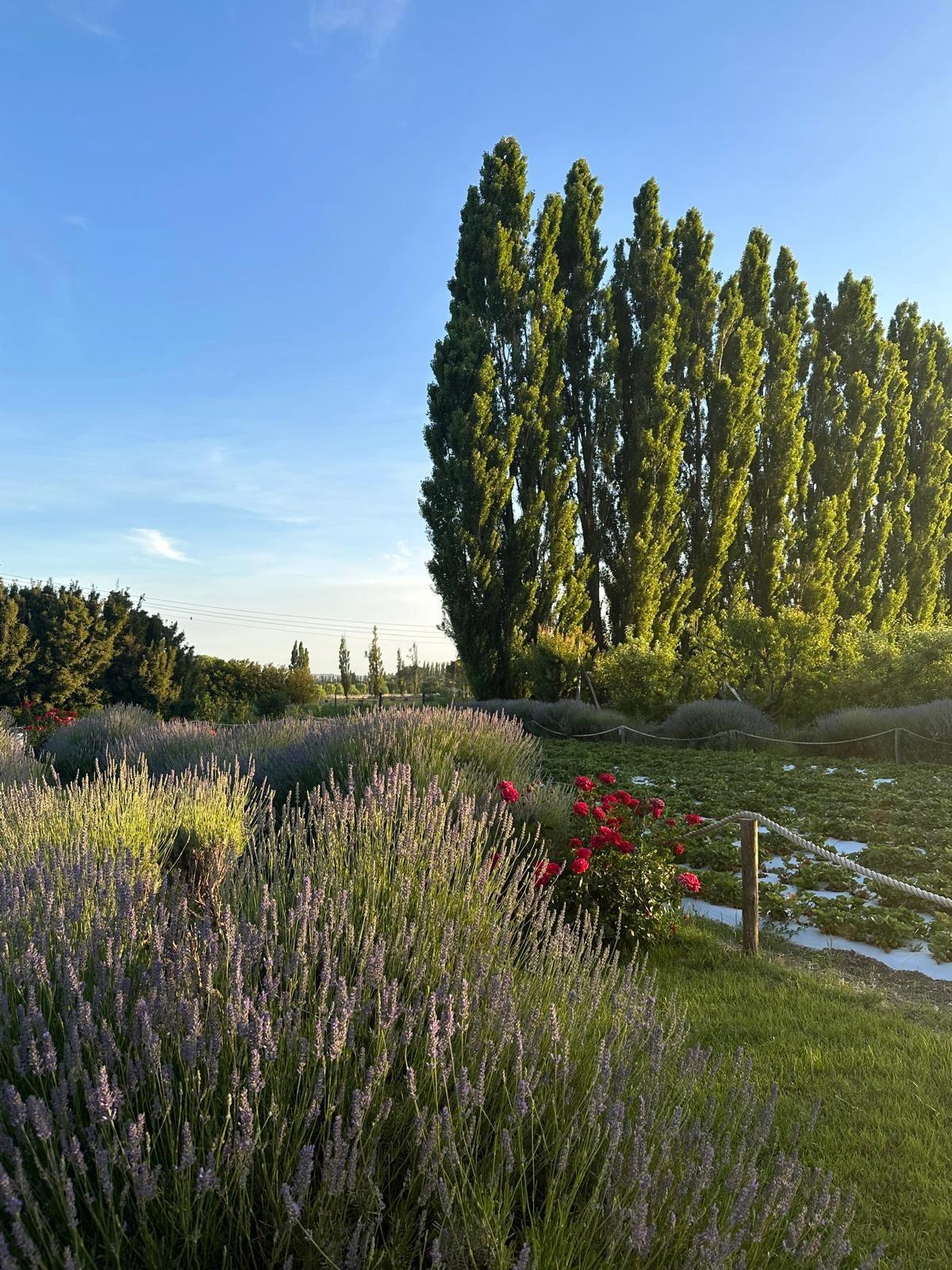 En venta: Chacra en Gaiman con gran potencial de producción