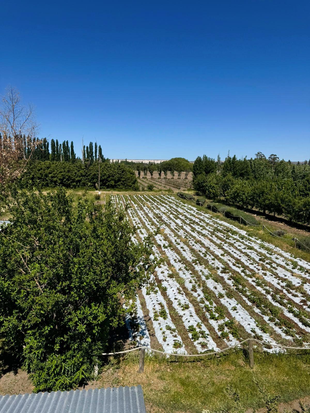 En venta: Chacra en Gaiman con gran potencial de producción